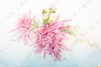 Covered vegetable in Limoges china by Sigismond Maas, decorated with pink and white chrysanthemums on a sky blue background and with gold borders photo-7