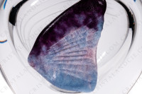 Vase en cristal de Daum modèle Florilège orné d un papillon en pâte de verre bleu et mauve photo-6